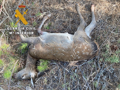 La Guardia Civil investiga a cuatro personas como presuntas autoras de un Delito Contra la Fauna Silvestre.