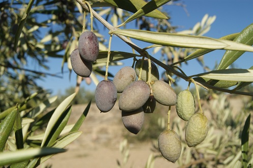 UPA Jaén valora el anuncio de la Junta de un aforo intermedio y espera su elaboración con la máxima celeridad porque ya estamos en campaña.