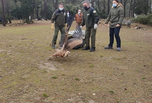 El CREA Quiebrajano registra más de mil ingresos de especies amenazadas en 2021.