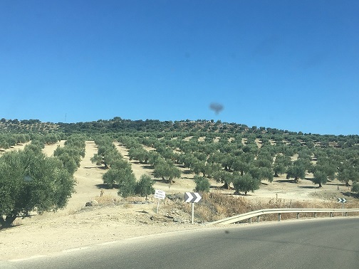 COAG: «El 2021 finaliza marcado por la sequía, un inasumible aumento de los costes de producción y una PAC especialmente perjudicial para la provincia de Jaén».