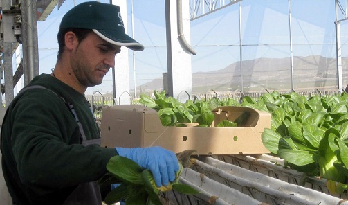 La Junta convoca ayudas por 80 millones para jóvenes agricultores y eleva la cuantía máxima.