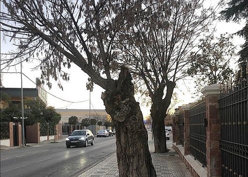 La Concejalía de Medio Ambiente continúa con el plan de renovación y rejuvenecimiento de la arboleda de Andújar.