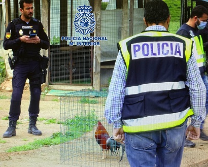La Policía Nacional desmantela tres reñideros acondicionados para peleas ilegales de gallos.