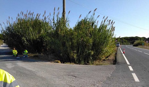 El perfil del contratante publica la adjudicación del desbroce de cañaverales en la red viaria de Andalucía.