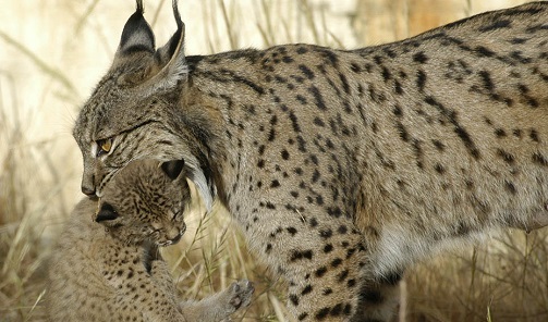 El programa Lynxconnect publica el nuevo censo de linces en Andalucía que alcanza 522 ejemplares.