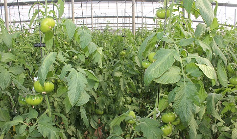 Las exportaciones agroalimentarias alcanzan los 8.141 millones de euros en el primer semestre de 2022.