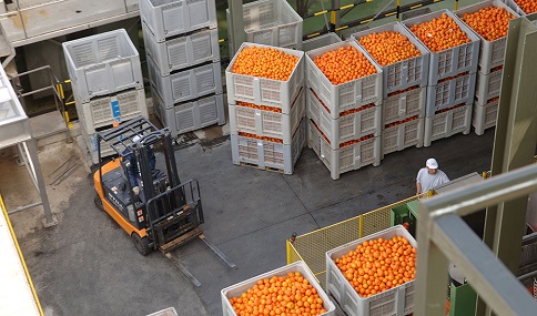 Abierto el plazo para las ayudas a organizaciones de productores de frutas y hortalizas.