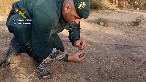 La Guardia Civil libera más de 270 aves capturadas ilegalmente.
