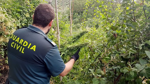 La Guardia Civil investiga a una mujer y detiene a un hombre, como presuntos autores de Delitos Contra la Salud Pública.