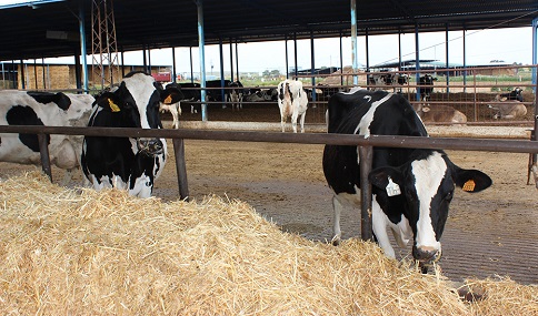La Junta insta al Gobierno central a pedir ayudas agrícolas europeas excepcionales por la sequía.