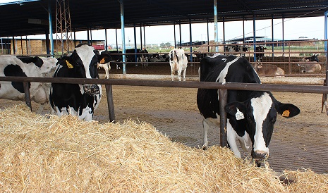 Andalucía destina ayudas por cinco millones para los ganaderos afectados por la sequía.