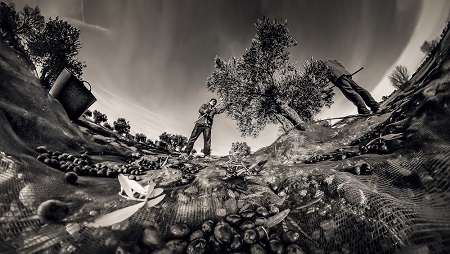 ‘Enraizados en el olivar’, ganadora del IV Concurso Fotográfico ‘Medio Rural y Pesquero en Andalucía’.