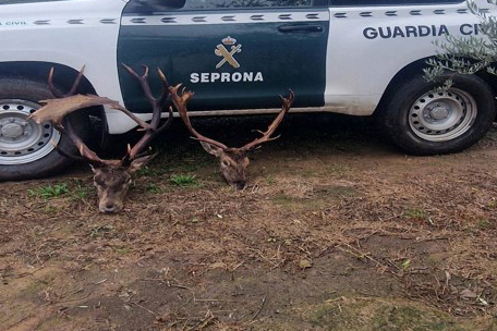 La Guardia Civil investiga a un vecino de Andújar por realizar furtivismo en Sierra Morena.