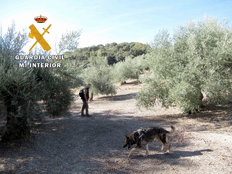 La Guardia Civil investiga a una persona por colocar cebos envenenados en Alcalá la Real.