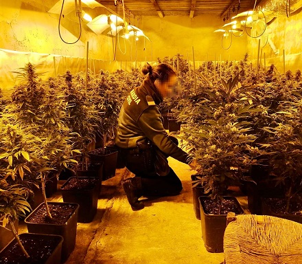 La Guardia Civil detiene a dos vecinos de Jabalquinto con 229 plantas de marihuana intervenidas.