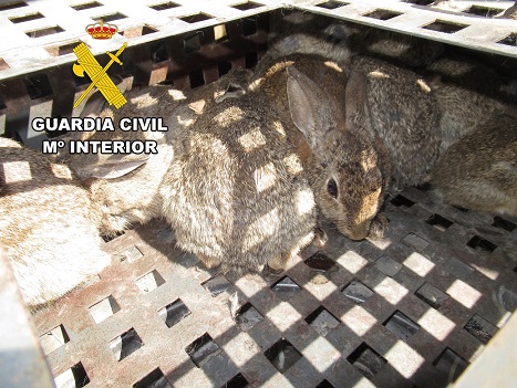 La Guardia Civil está investigando a los dos presuntos autores de un Delito Contra la Flora y Fauna Silvestre.