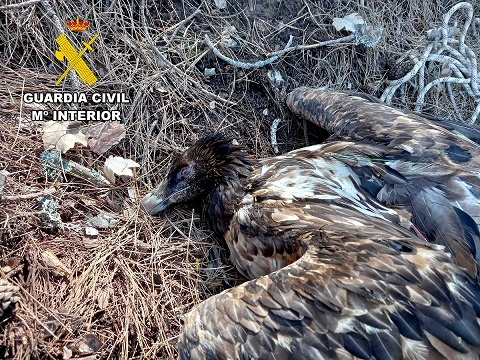 La Guardia Civil investiga a un vecino de Villacarrillo por el envenenamiento de un quebrantahuesos.