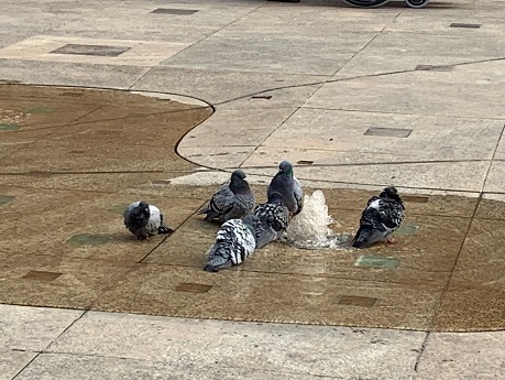 El Área de Medio Ambiente del Ayuntamiento de Lopera recuerda al pueblo el servicio de control de Palomas en el municipio.