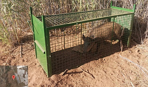 Medidas excepcionales para controlar la población de jabalíes y frenar su incursión en zonas urbanas.