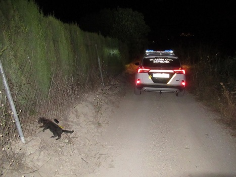 La Guardia Civil investiga a un vecino de Alcaudete por la muerte de un gato, que estaba atrapado por el uso de lazos ilegales.