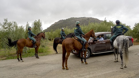 La Guardia Civil de Jaén refuerza el dispositivo para Prevención y Control de hurtos y robos de aceituna con el Escuadrón de Caballería.