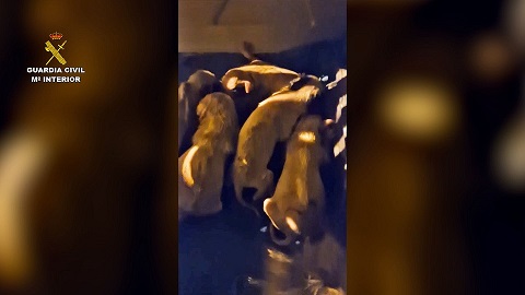 La Guardia Civil investiga a un hombre por abandonar a ocho cachorros en un contenedor.