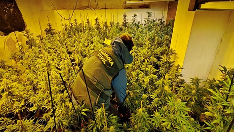 La Guardia Civil detiene a una persona e investiga a dos tras desmantelar dos plantaciones de marihuana en un cortijo de Alcalá la Real.