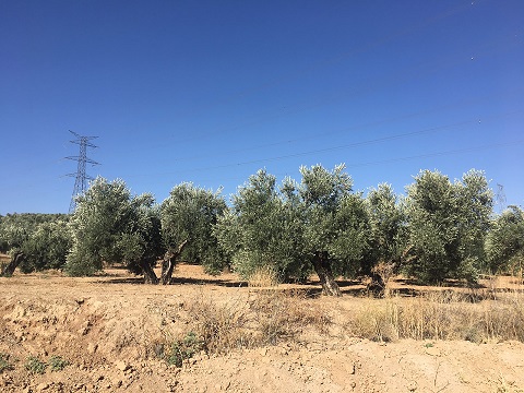 COAG Andalucía muestra su satisfacción por las ayudas y afirma que estará vigilante para que lleguen a quienes lo han perdido todo.