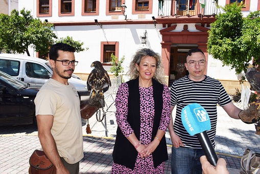 El Ayuntamiento de Lopera utilizará Águilas de Harris para controlar la población de palomas.