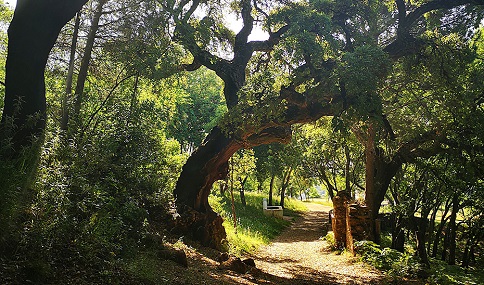 Sostenibilidad renueva la app de senderismo ‘Camíname’ con nuevas funciones.