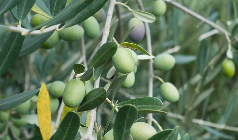 El Ministerio de Agricultura, Pesca y Alimentación destina 100 millones adicionales de ayudas directas de la PAC.