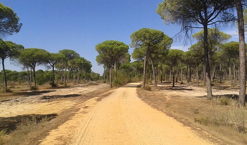 Andalucía ve necesario modernizar la Ley estatal de Vías Pecuarias para adaptarla a la realidad actual.