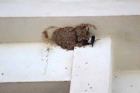 La Asociación Medioambiental AMECO concluye su censo anual de aves urbanas de este 2024.