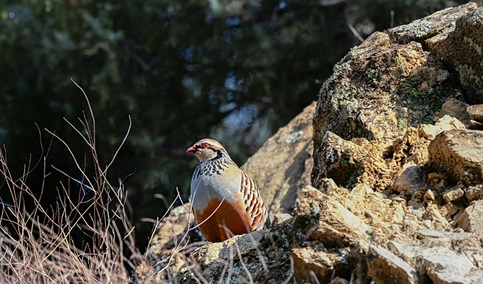La Junta avanza en la protección de la perdiz roja y en su reconocimiento como Bien de Interés Cultural.