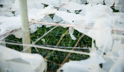 El Gobierno andaluz declara desastre natural los efectos de la DANA en el sector agrario de 69 municipios.