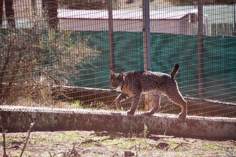 Andalucía, una historia de éxito en la conservación del lince ibérico.