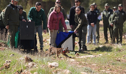 Juanma Moreno destaca que el lince ha salido del peligro de extinción y que su población en Andalucía ha aumentado al año un 20%.