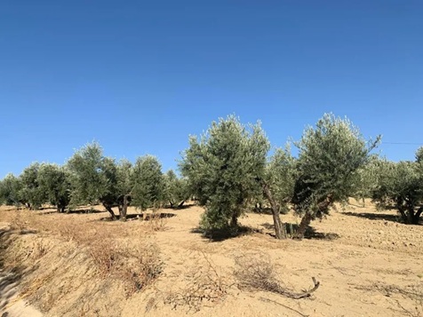 COAG Jaén alerta de que la vecería y las altas temperaturas del mes de mayo reducirán la próxima cosecha de aceite.