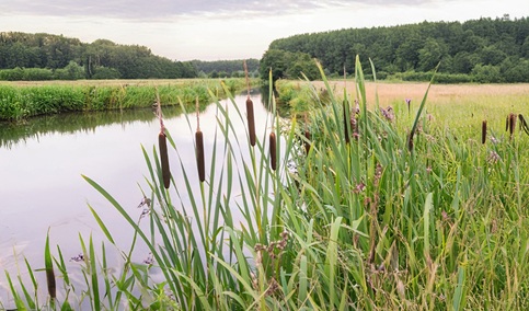 Más de 250 profesionales colaboran en la actualización del Programa del Virus del Nilo Occidental.