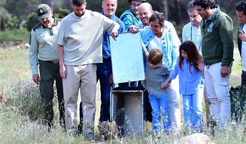 Andalucía incrementa en 78 ejemplares el censo de lince ibérico durante 2024 y alcanza los 836.