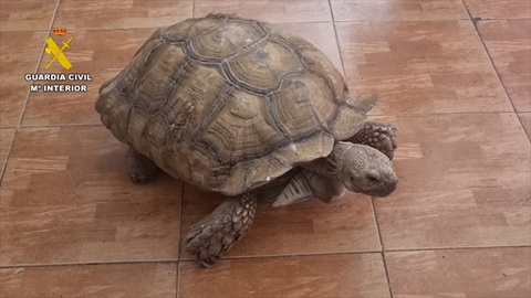 Desmantelada una red internacional de tráfico de especies protegidas.