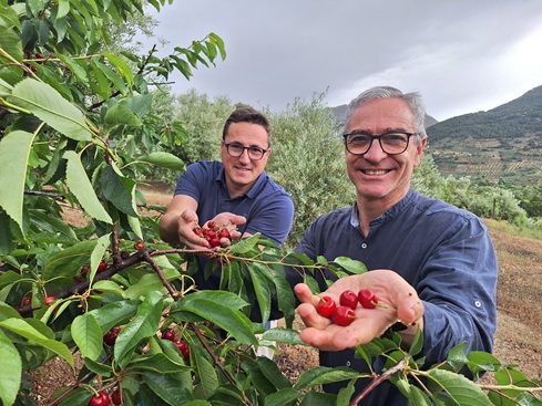 El PP reivindica el valor de la cereza como cultivo complementario al olivar en la provincia y exige más apoyo, ayudas y promoción a la Diputación.