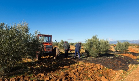 La campaña 2025/26 será muy similar a la anterior si la climatología de este otoño acompaña.