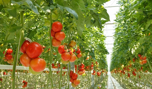 La Junta solicita al Estado revisar los módulos de IRPF de 2024 para apoyar al sector agrario.