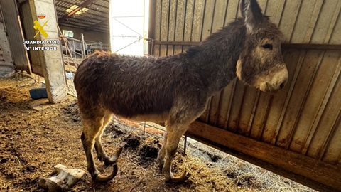 Investigado un ganadero por maltrato continuado a varios burros.