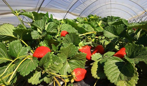 Las exportaciones andaluzas de frutas suben de enero a marzo más de 110 millones con respecto al año anterior.