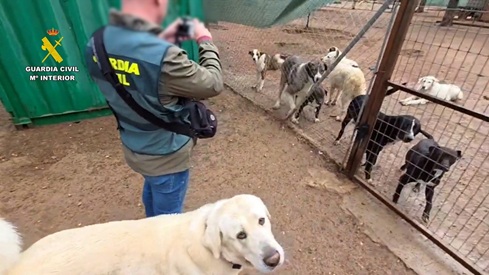 La Guardia Civil investiga a la responsable de una protectora y a dos veterinarios por supuesto traslado ilícito de perros a Francia.