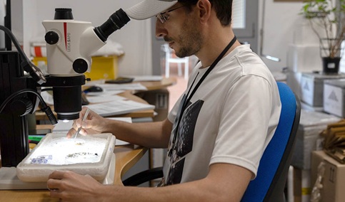 Las trampas de mosquitos no detectan circulación del virus del Nilo occidental la última semana en Andalucía.