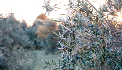 El PSOE muestra su “rotundo rechazo” al recorte de la PAC y advierte que tiene “la marca de la derecha”.