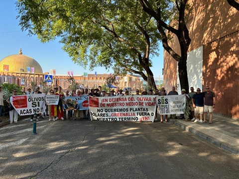 La Junta asegura por carta que no para la tala de olivos en Jaén porque cuenta con el apoyo social y se ajusta a la ley.